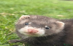 Ferret rodents for sale: Ferrets  - Image 4