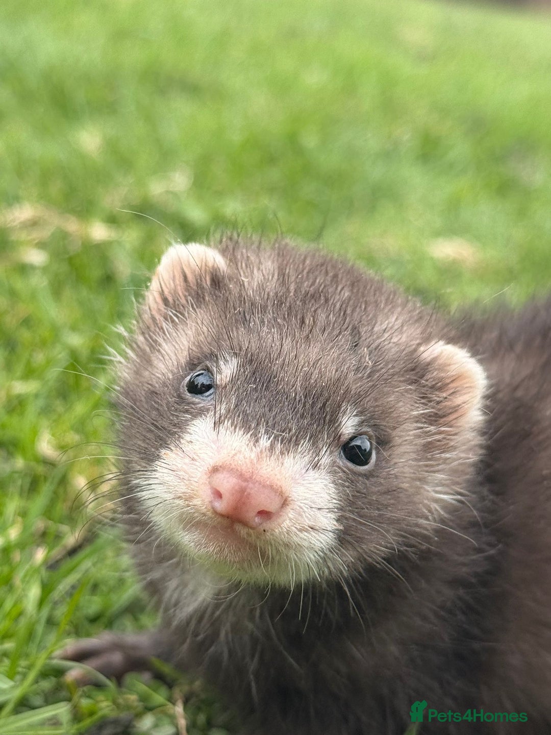 Ferret rodents for sale: Ferrets  - Image 4