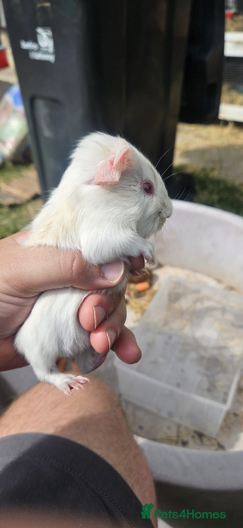 Guinea Pig rodents Guinea Pigs for sale  - Advert 12