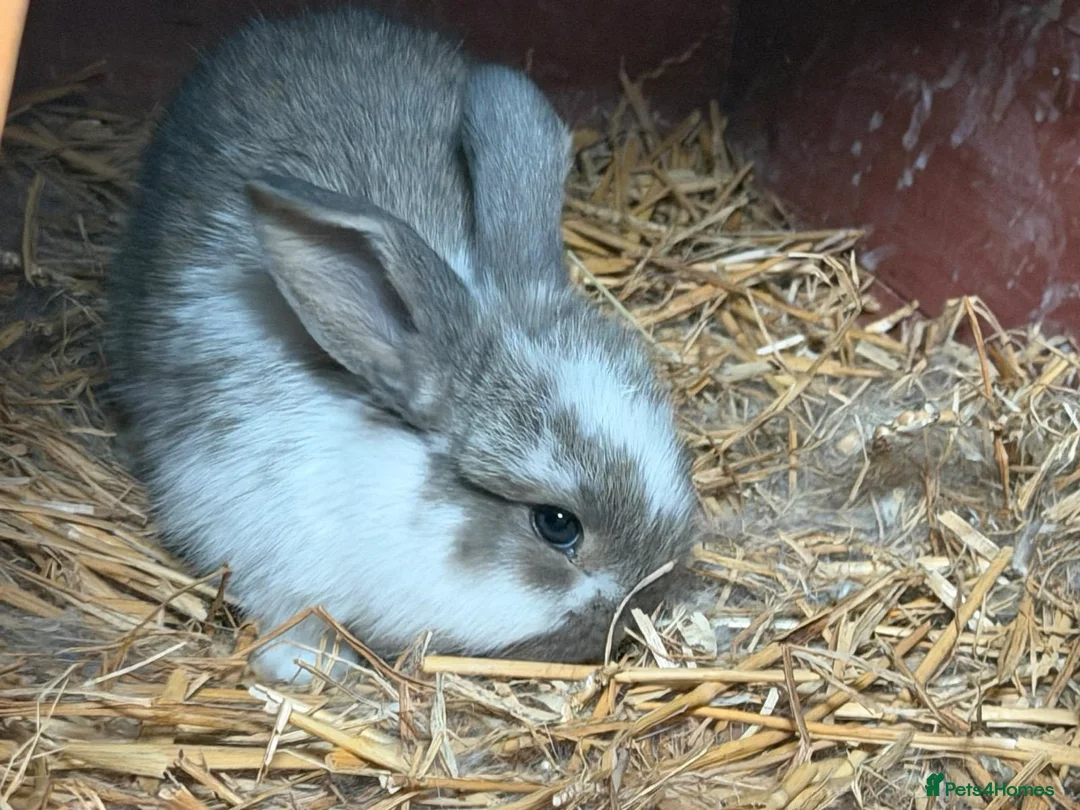 Mixed Breed rabbits for sale: 1 boy and 3 girls bunnys looking for a new home  - Advert 1