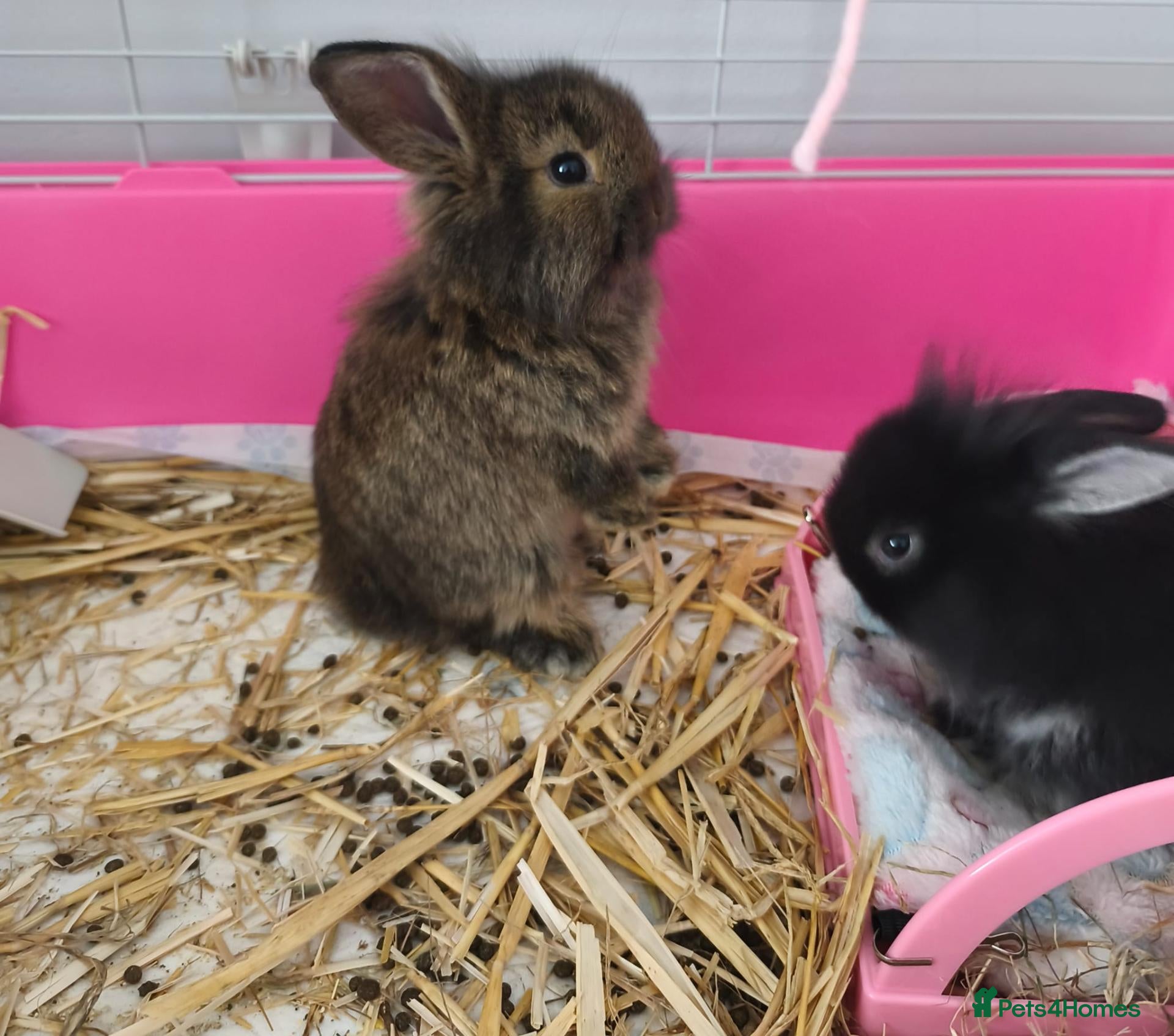 Mini Lion Lop rabbits Ready 23rd October  - Advert 2