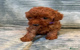 Toy Poodle dogs for sale: TINY TOY POODLE PUPPIES 5🌟LICENSED BREEDER  - Image 7