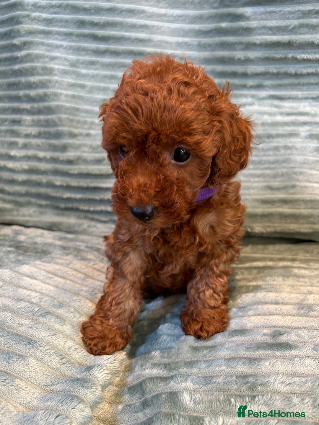 Toy Poodle dogs for sale: TINY TOY POODLE PUPPIES 5🌟LICENSED BREEDER  - Image 7