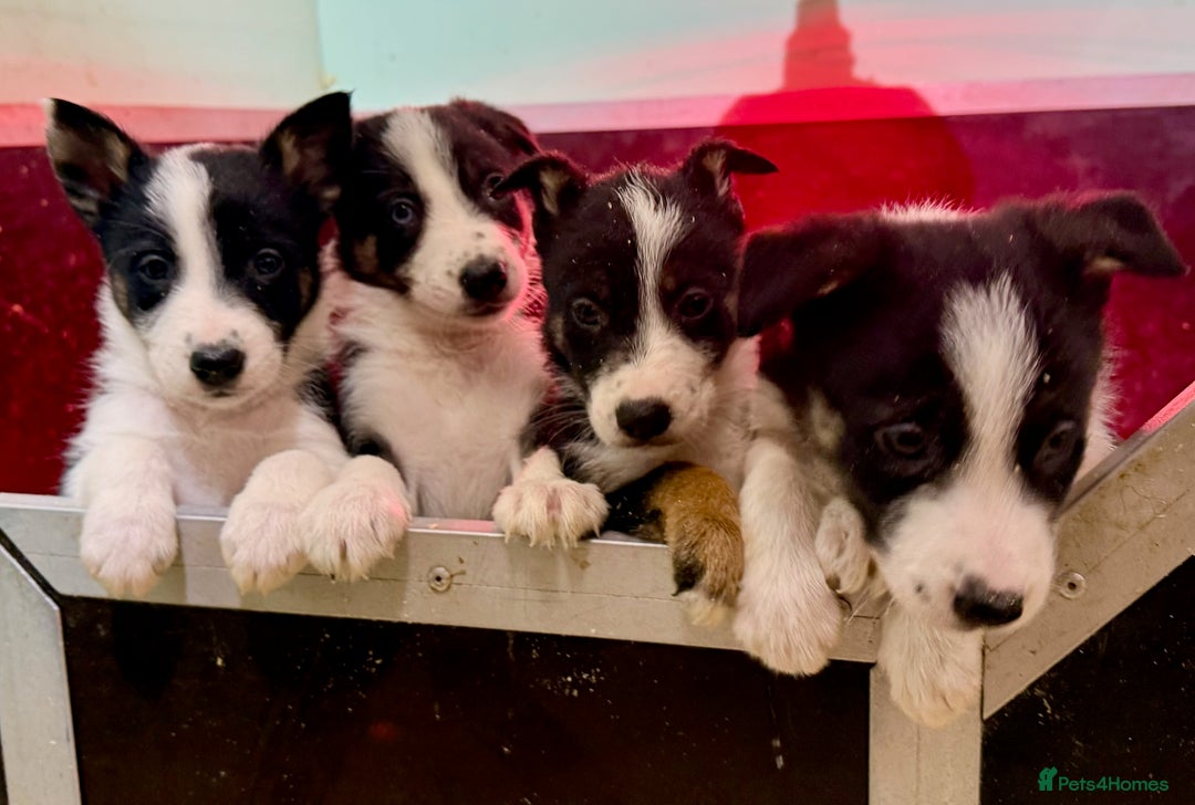 Border Collie dogs for sale: Black Tri Border Collie Puppies  - Advert 4