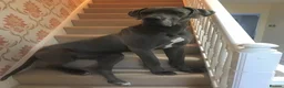 Great Dane dogs for sale: Pedigree registered blue and black Great Dane Pups - Advert 15