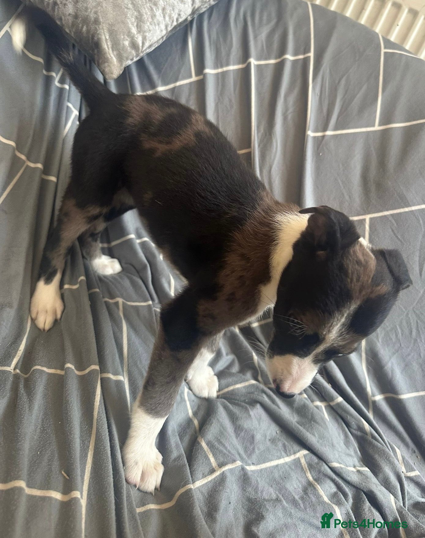 Lurcher dogs Top quality Lurcher puppies - Advert 2
