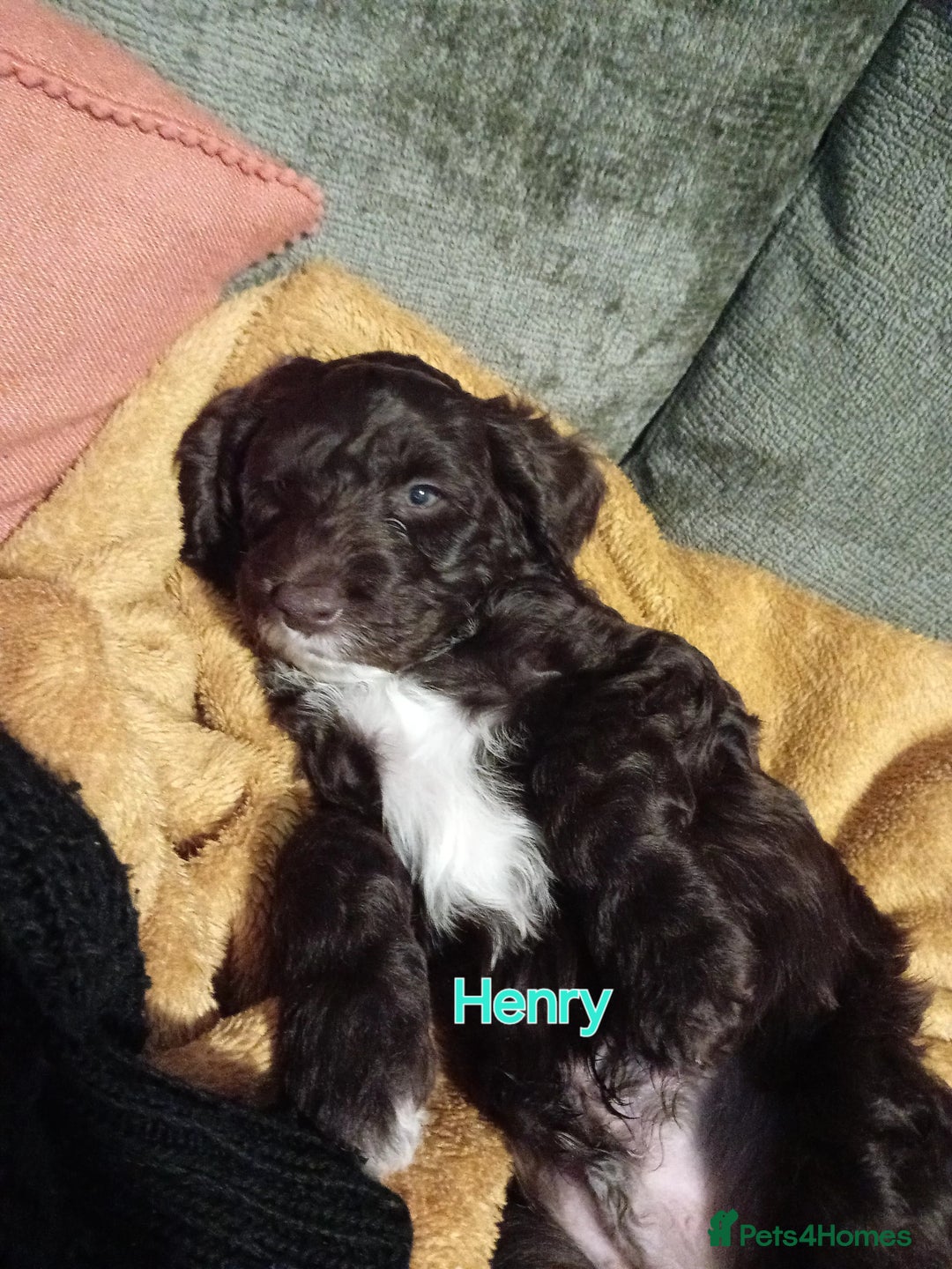 Mixed Breed dogs for sale: My last beautiful F1B Irish cockapoo puppy - Image 13