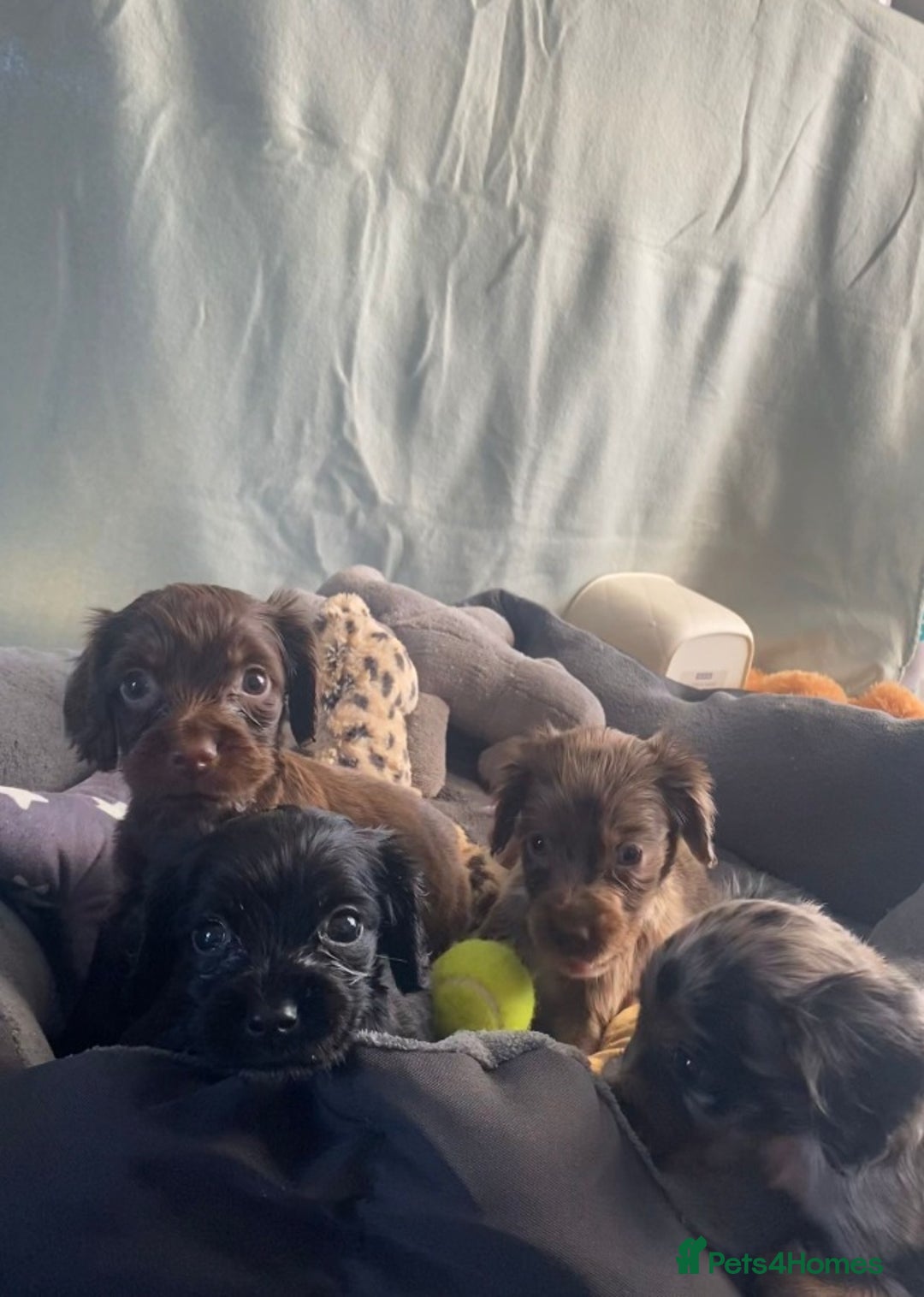Cocker Spaniel dogs for sale: Cocker spaniel  puppies  - Advert 11