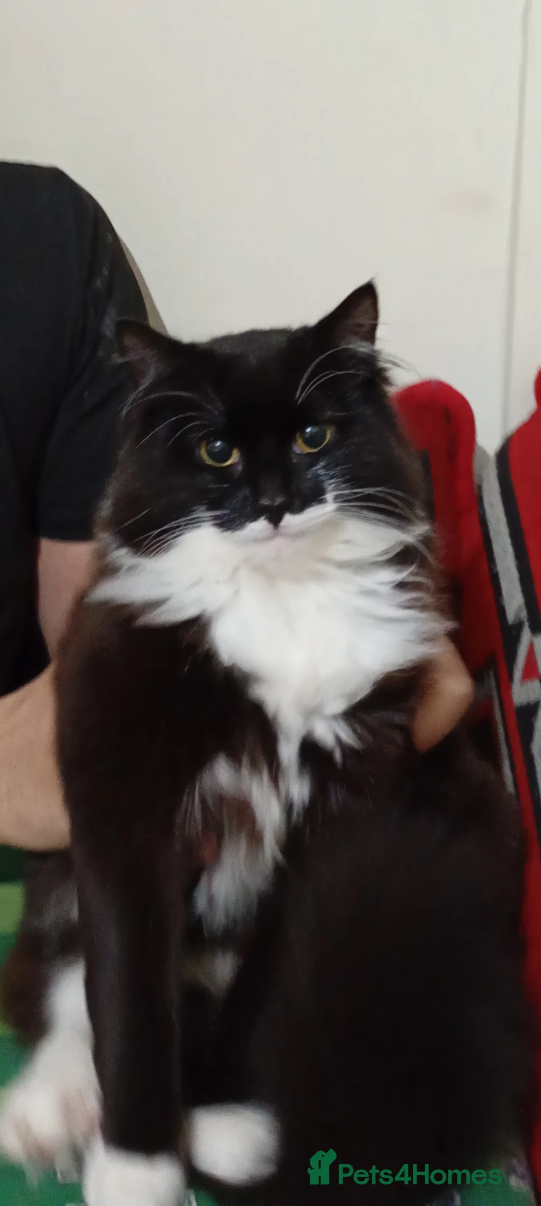 Maine Coon cats for sale: Riri  in Liverpool - Advert 1