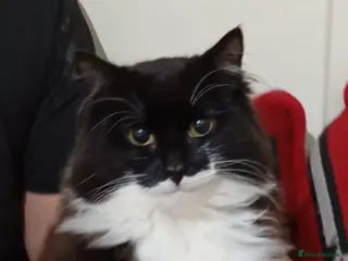 Maine Coon cats Riri - Advert 1