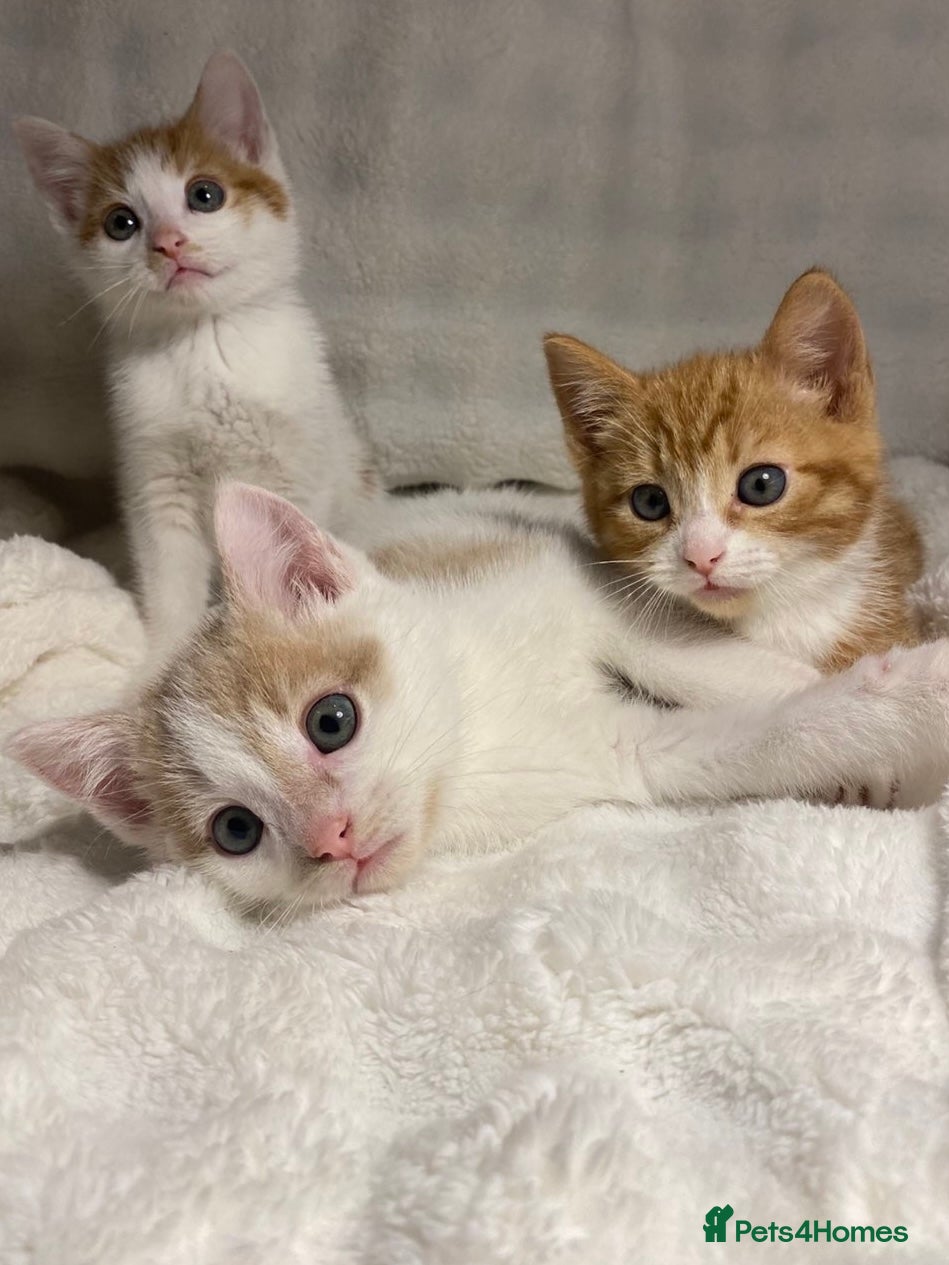 Mixed Breed cats 3 adorable kittens awaiting for their new homes - Advert 10
