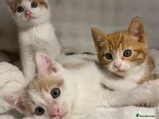 Mixed Breed cats 3 adorable kittens awaiting for their new homes - Advert 10