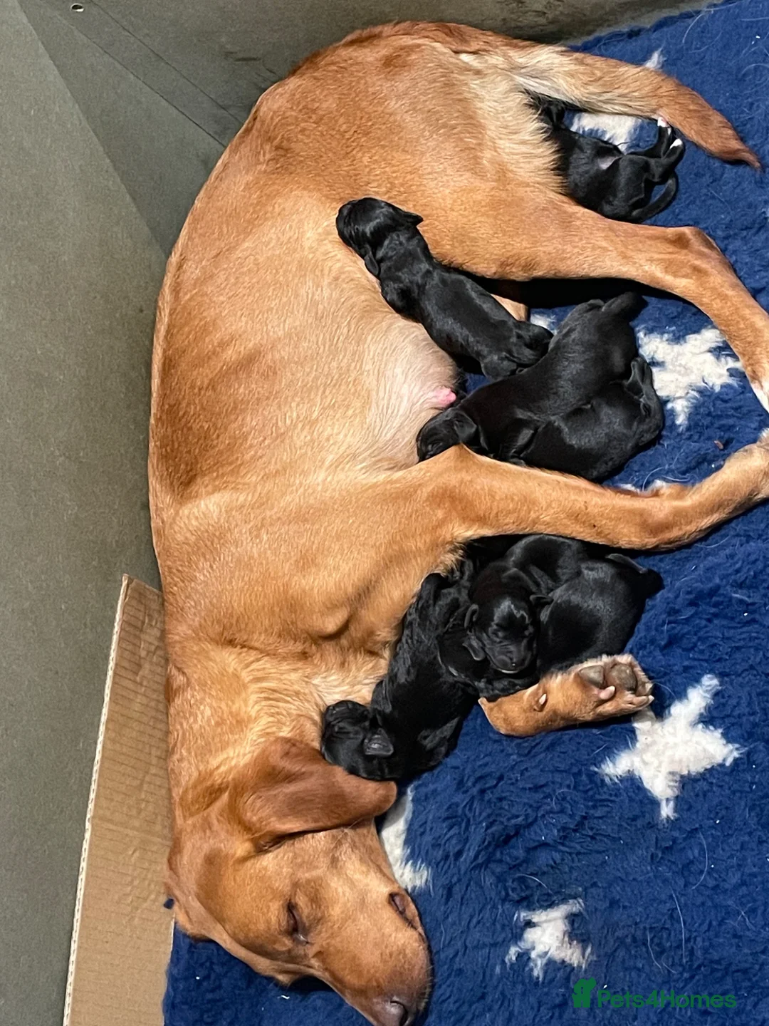 Mixed Breed dogs for sale: Sprockerdor puppies for sale - Advert 11