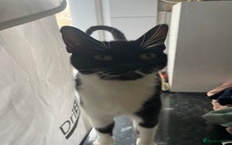 Mixed Breed cats for sale: Kitten and mother rehome Asap.  - Image 4