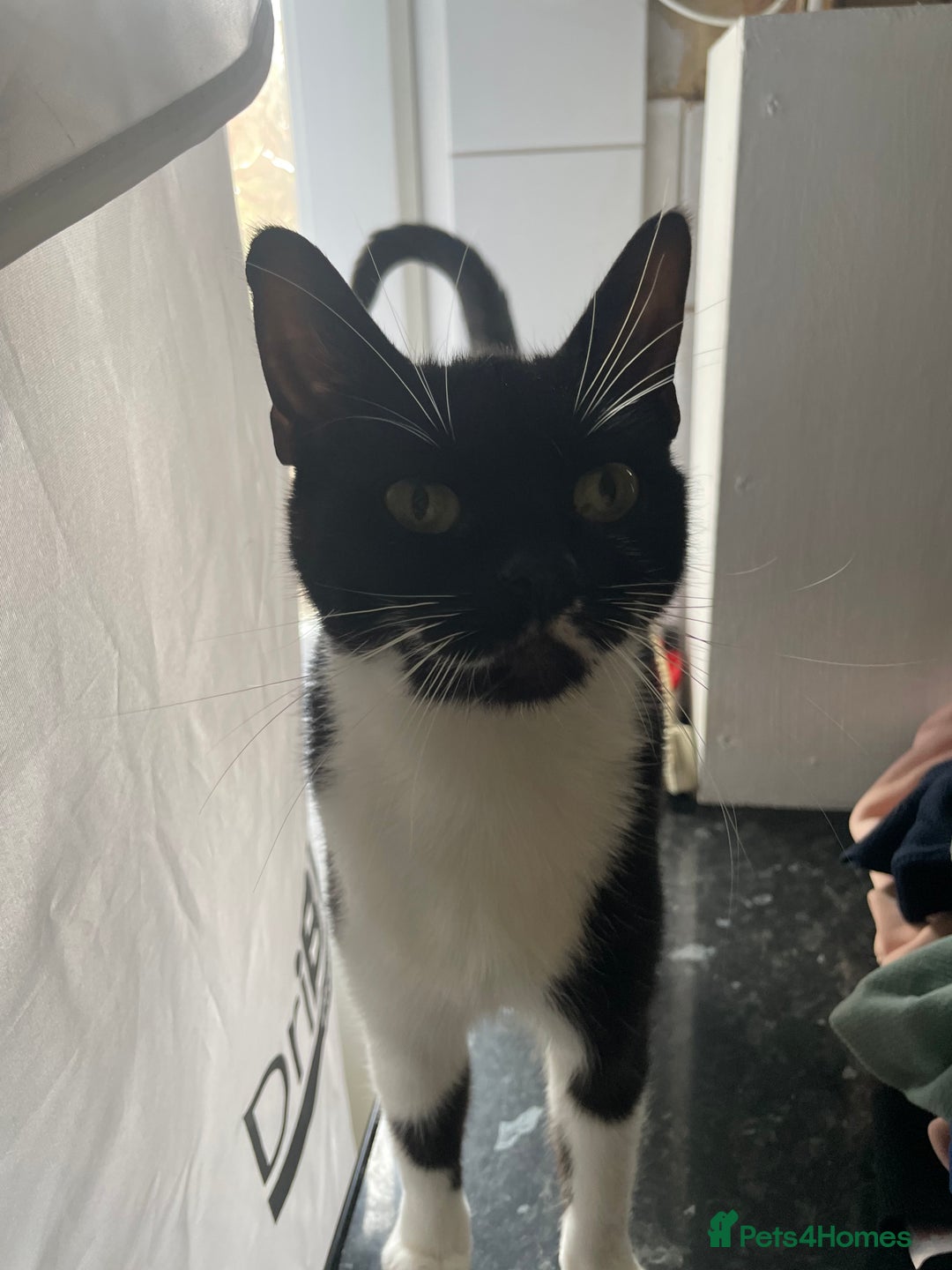 Mixed Breed cats for sale: Kitten and mother rehome Asap.  - Image 4