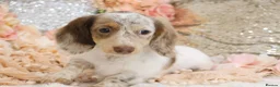 Miniature Dachshund dogs for sale: KC Longhair Miniature Dachshund Puppies - Advert 22