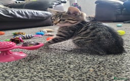 British Shorthair cats for sale: Beautiful kittens for sale  - Image 4