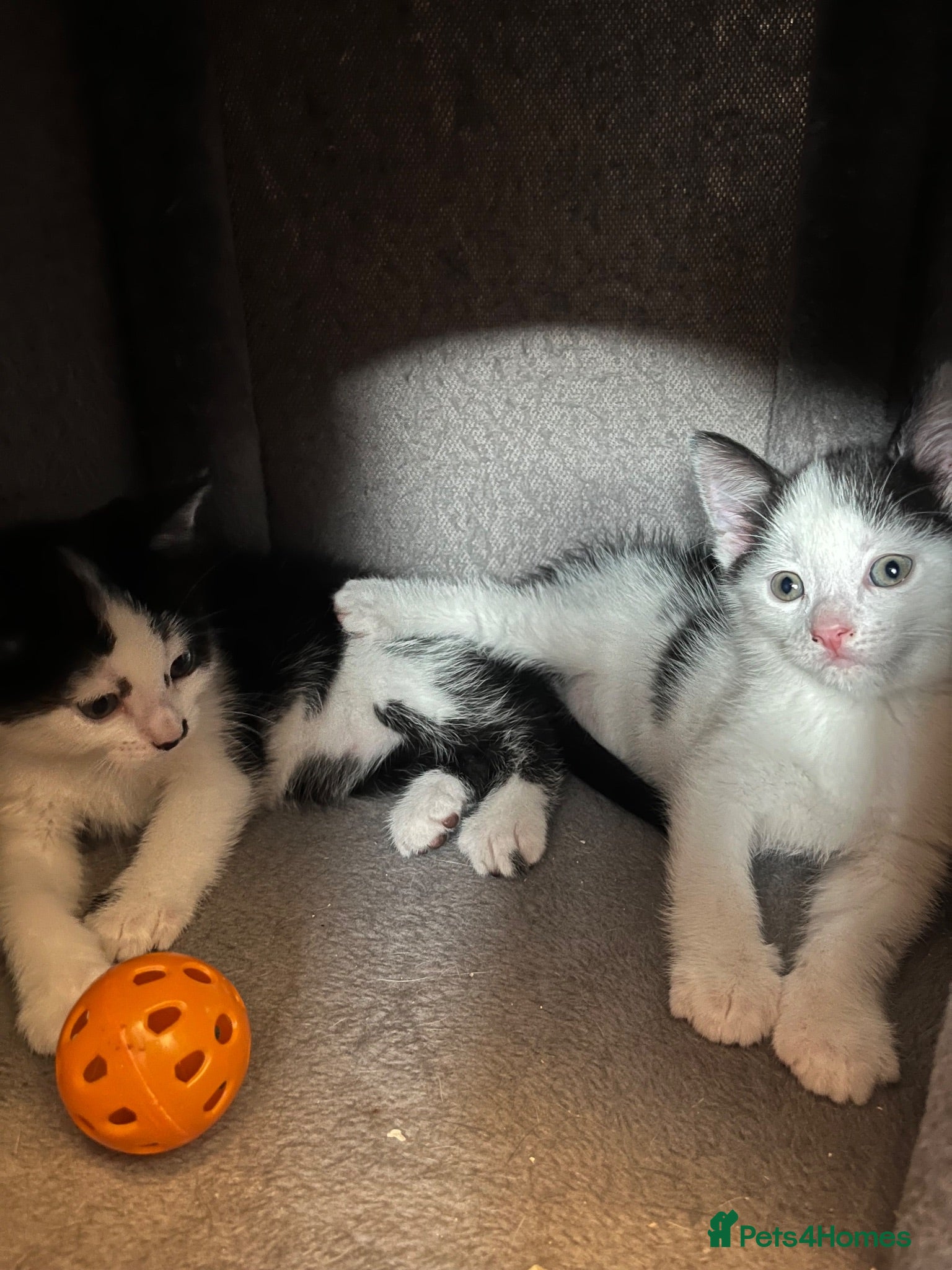Mixed Breed cats  2 adorable kittens are looking for a ne  - Advert 13