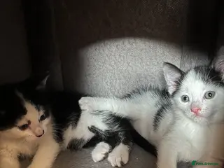 Mixed Breed cats 2 adorable kittens are looking for a ne - Advert 5