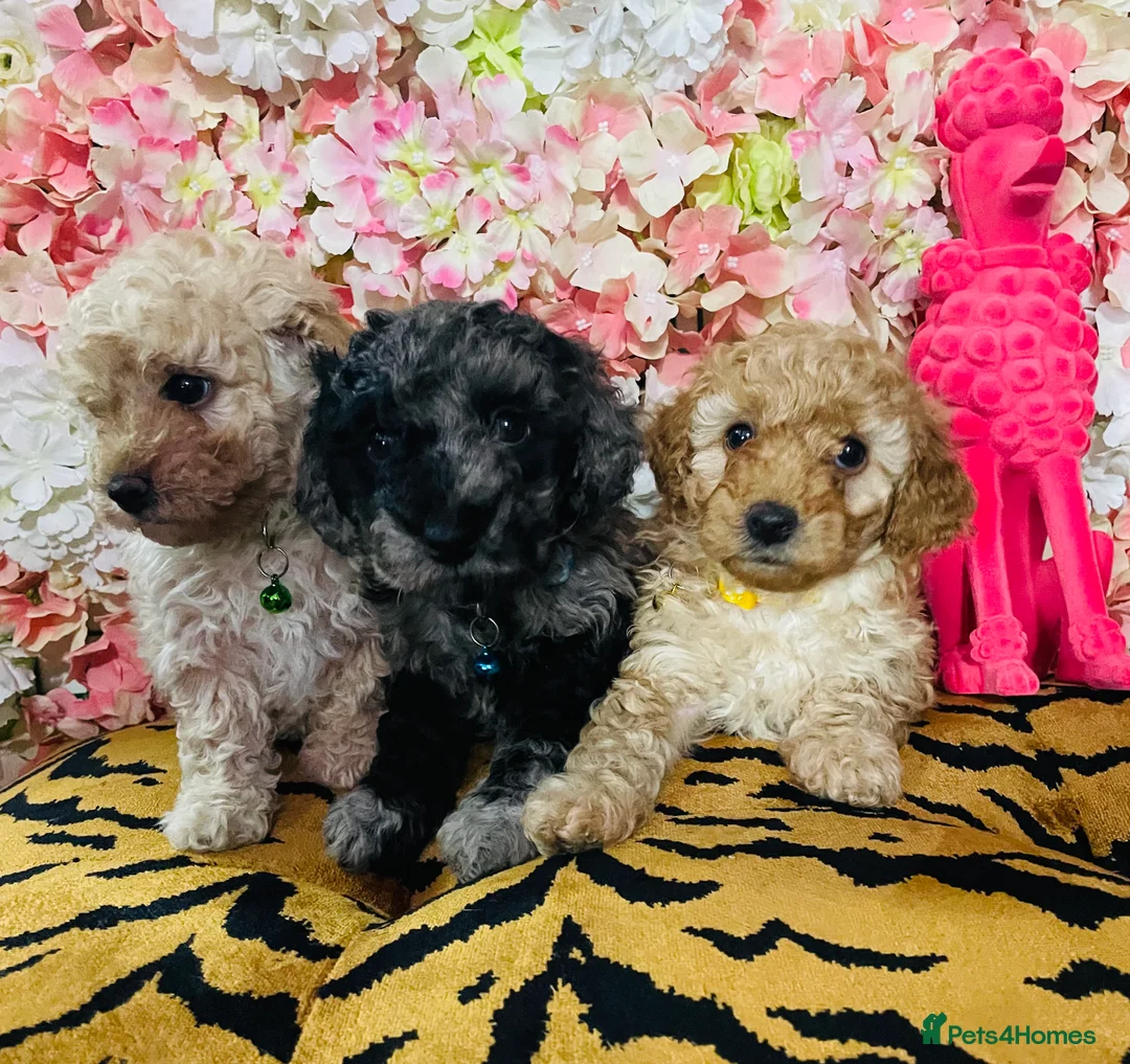 Miniature Poodle dogs for stud: Blue Merle Miniature Poodle (PROVEN) Health Tested in Sunderland - Advert 36