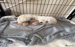 Maltipoo dogs for sale: BEAUTIFUL F1 MALTIPOO PUPPIES  - Image 3