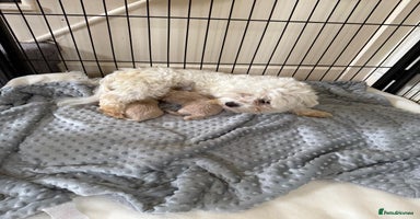 Maltipoo dogs - Advert 15