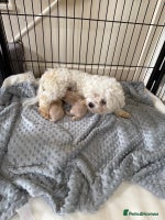 Maltipoo dogs - Advert 4