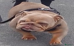 English Bulldog dogs for sale: Miniture english bulldogs  - Image 7