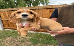 Cocker Spaniel dogs for sale: Fantastic KC REG cocker spaniel pups  - Image 5