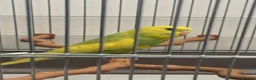 Parakeets birds for sale: Budgie in Heckmondwike - Advert 2
