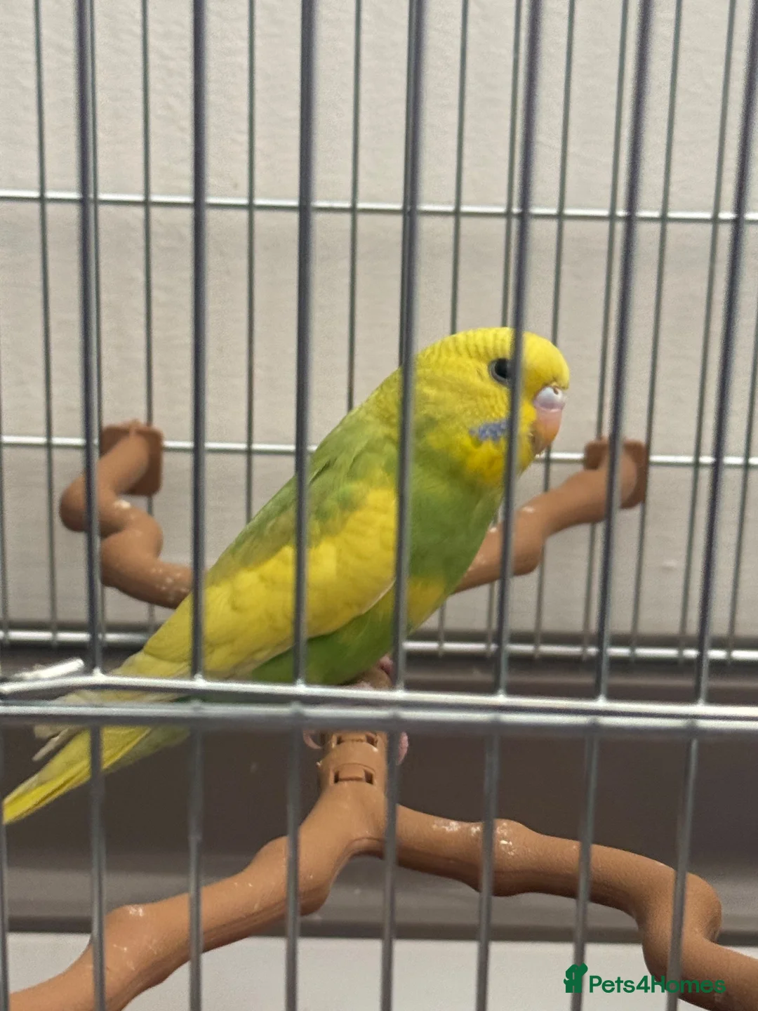 Parakeets birds for sale: Budgie in Heckmondwike - Advert 2