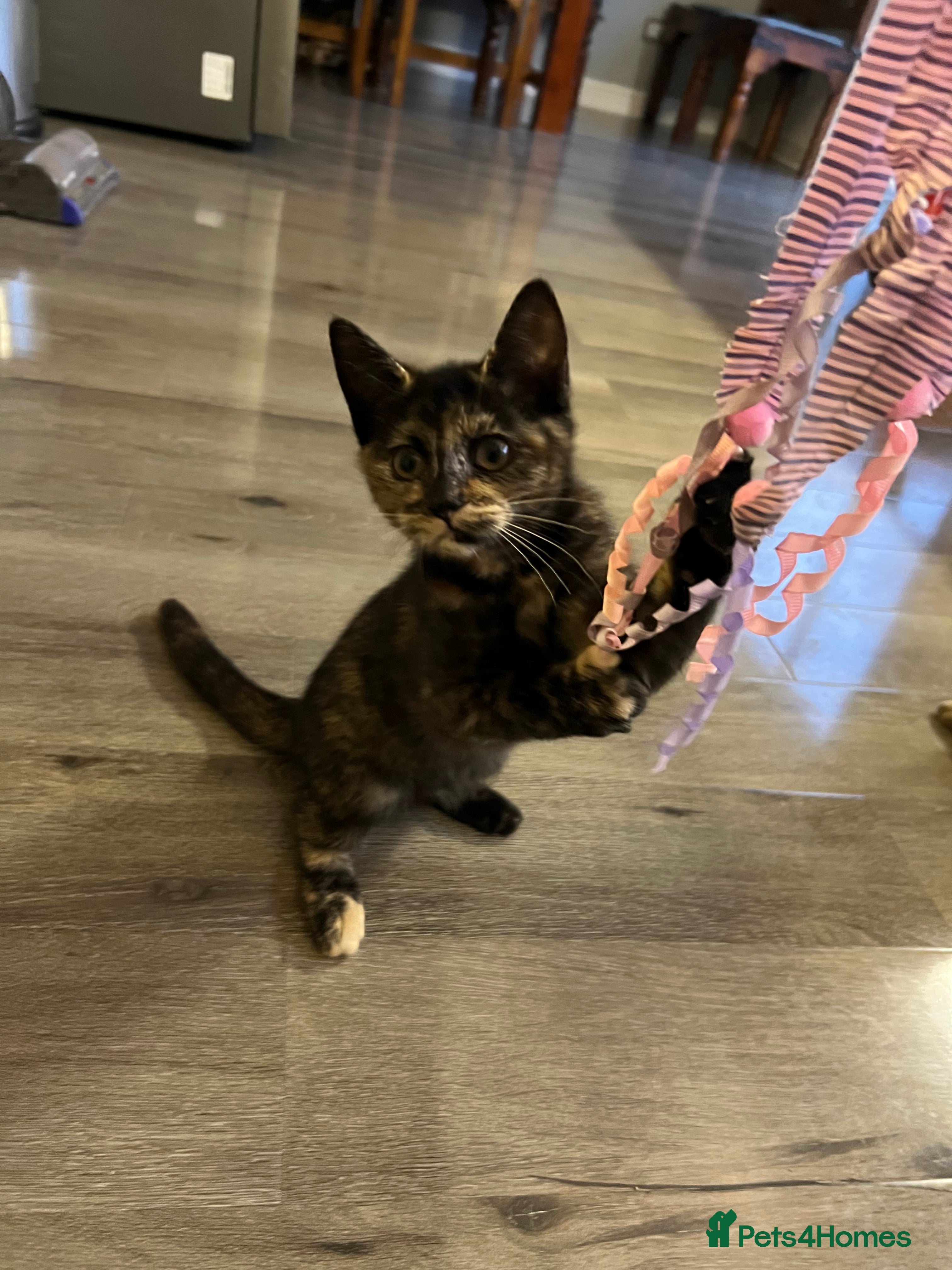 Ragdoll cats URGENT Ragdoll kittens x1 LAST ONE! 🫶🏽 - Advert 2