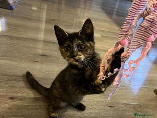 Mixed Breed cats Ragdoll kittens x1 LAST ONE! 🫶🏽 - Advert 17