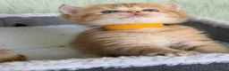 British Shorthair cats for sale: British sh odd/blue eyed adorable kittens GCCF  - Advert 25