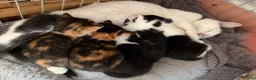 Mixed Breed cats for sale: Beautiful calico and black and white kittens - Advert 1