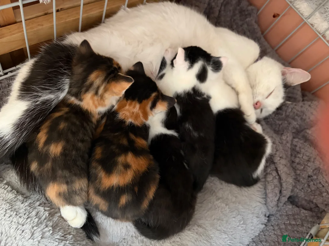 Mixed Breed cats for sale: Beautiful calico and black and white kittens - Advert 1