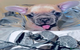 French Bulldog dogs for sale: French Bulldogs  - Image 12