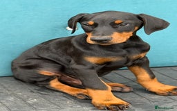Dobermann dogs for sale: KC Reg Doberman Male - Image 6