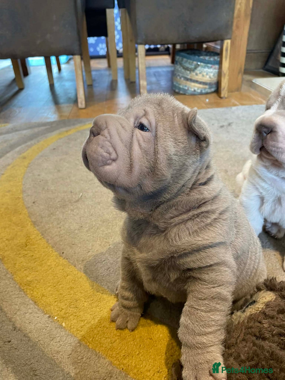 Shar Pei dogs for sale: 4 Shar pei puppies for sale - Advert 16