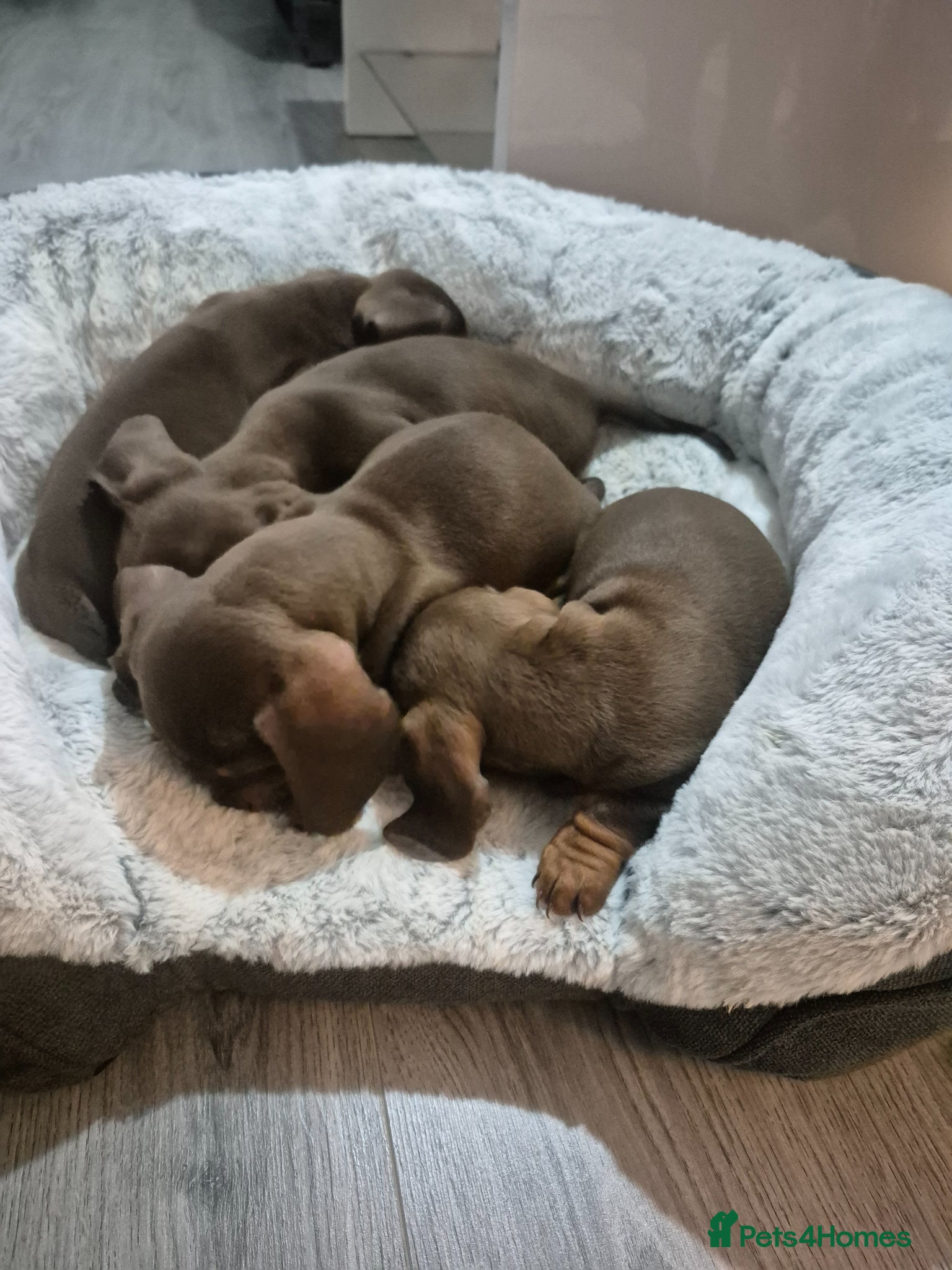 Miniature Dachshund dogs Miniture dachshund smooth hair puppies  - Advert 13