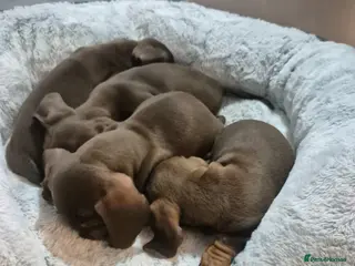 Miniature Dachshund dogs Miniture dachshund smooth hair puppies - Advert 13