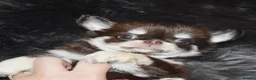 Chihuahua dogs for sale: STUNNING KC GIRL FROM HEALTH TESTED PARENTS  - Advert 4