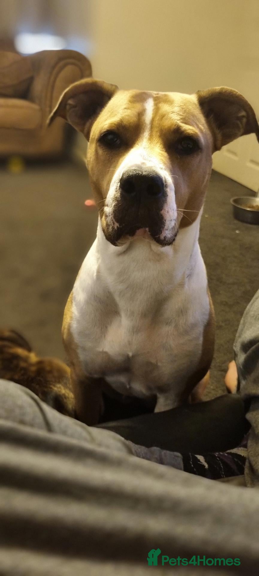 Mixed Breed dogs Bully Kutta cross Staff - Advert 1