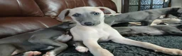 Whippet dogs for sale: High Quality Whippet pups Crufts - Advert 16