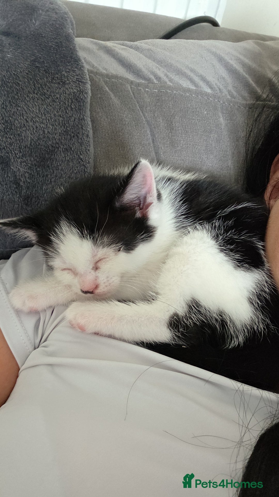Domestic Shorthair cats for sale: 4 Adorable Kittens ready for their forever homes🩷 - Image 6