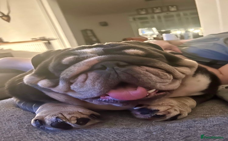 English Bulldog dogs - Advert 3
