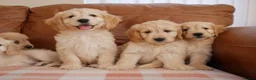 Mini Goldendoodle dogs for sale: Beautiful Health Tested Goldendoodle Puppies - Advert 10