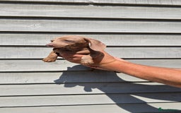 Dachshund dogs for sale: Miniature dachshund puppies  in Newmarket - Image 4