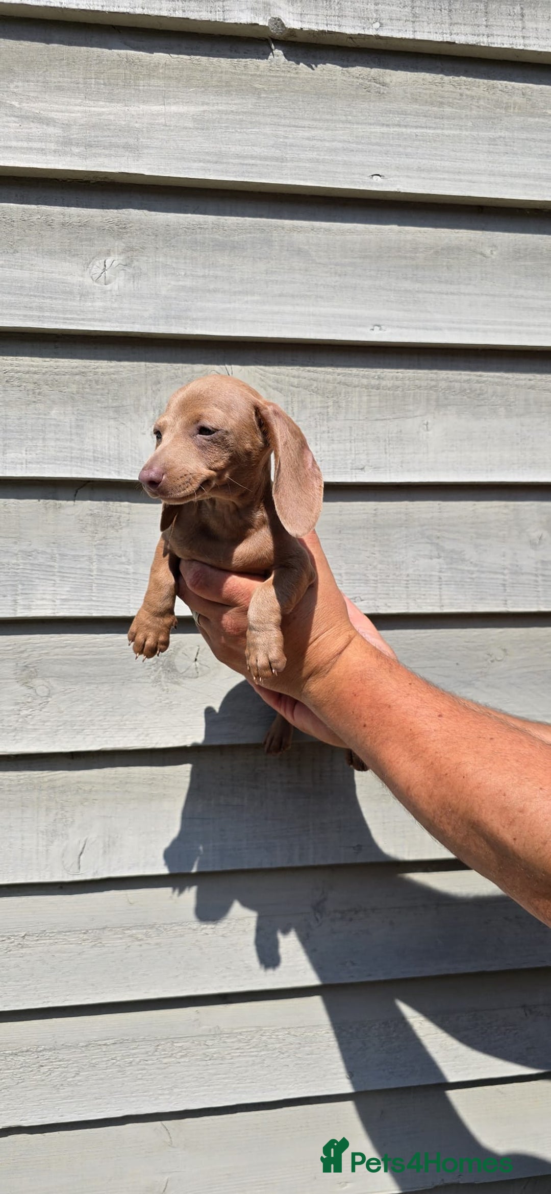 Dachshund dogs for sale: Miniature dachshund puppies  in Newmarket - Image 4