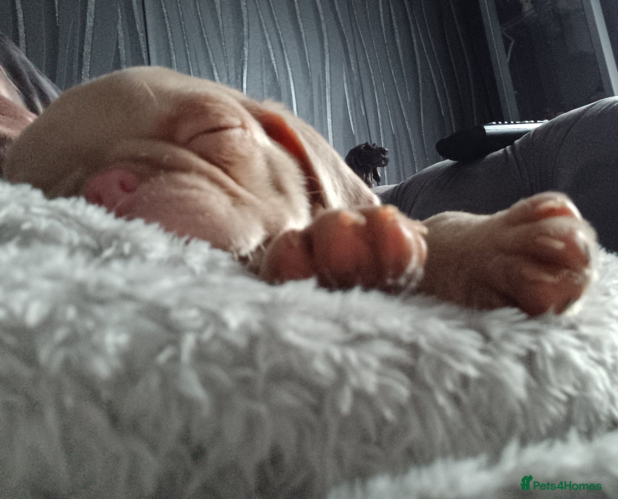 Pug dogs Teddy  - Advert 1